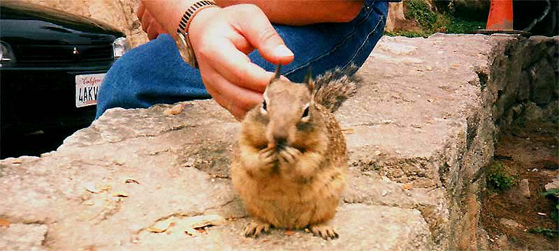 fotos, flora, fauna, natur, sommer, sonne,  fotografie