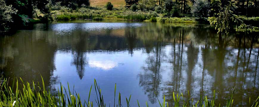 fotos, th&uuml;ringer wald, camping, grossbreitenbach, natur, fotografie, fauna
