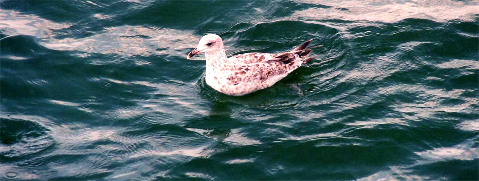  fotos, italien, urlaub, toskana, flora, fauna, sommer, sonne