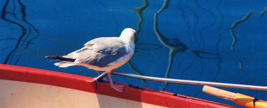 fotos, toskana, sommer, sonne, strand, meer,  camping,urlaub, italien, natur