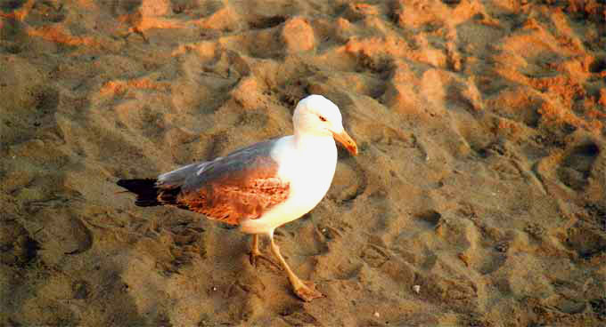 fotos, italien, toscana, natur, camping, sommer, sonne, mittelmeer, strand