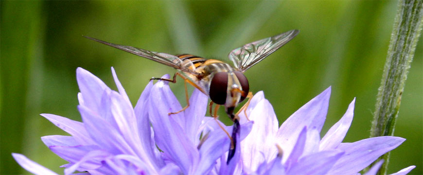 fotos, natur, flora, fauna, fotografie, lanfschaft, bilder