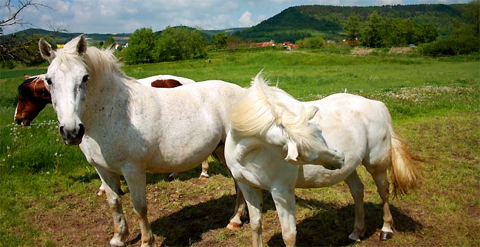 porbsteizella, werra, camping, fotos, flora, fauna, sommer, sonne, natur