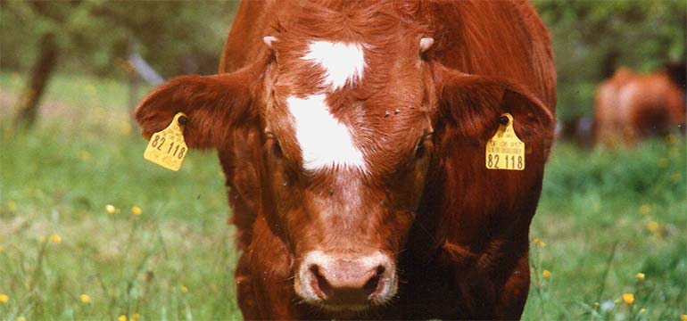 fotos, natur, flora ,fauna