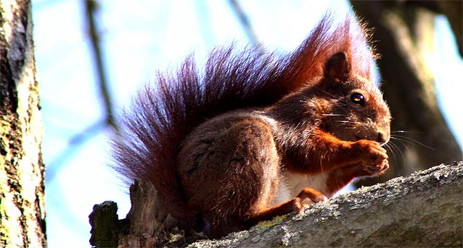 fotos, flora, fauna, sommer, sonne, natur, fotografie, urlaub, camping