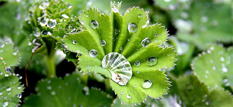 fotos, flora, fauna, natur, fotografie, pflanzen, blumen, landschft