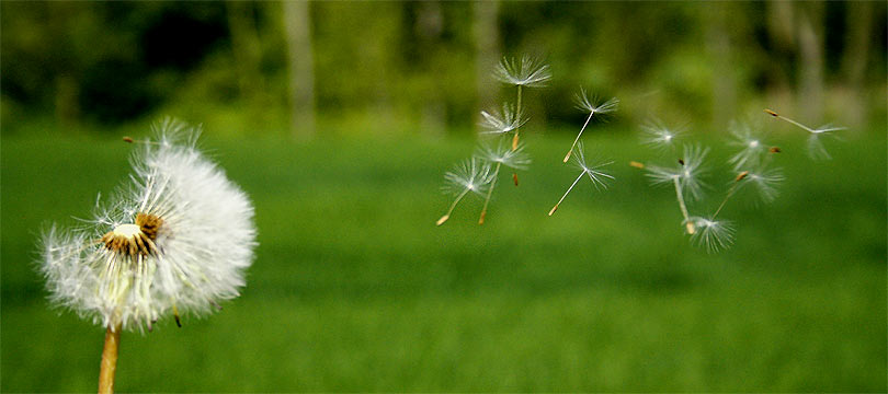 fotos, flora, fauna, sommer, sonne, natur, fotografie, blumen