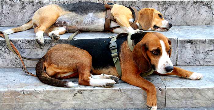 fotos, flora, fauna, natur, sommer, sonne, fotografie, toskana