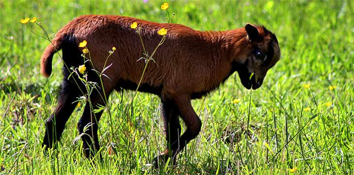 fotos, flora, fauna, natur, fotografie, sommer, sonne