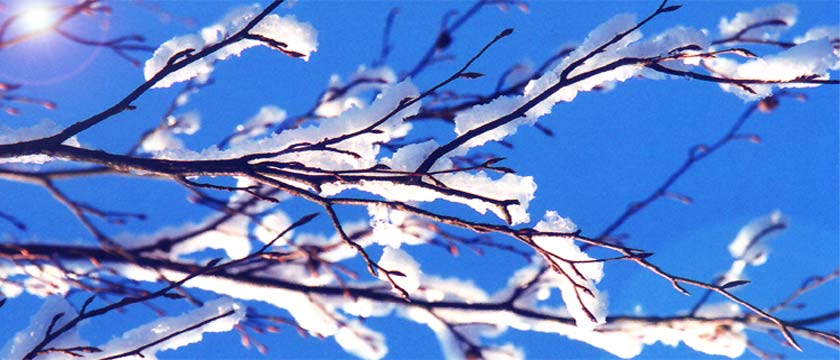 fotos, flora, fauna, fotografie, natur