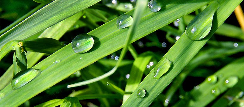 natur, fotos, flora, fotografie, fauna,  nahaufnahmen, landschaftsbilder, sommer, sonne, naturfotos, naturcamping, urlaub, entspannung