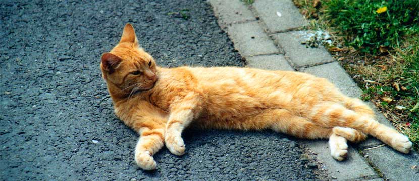 fotos, flora, fauna, sommer, sonne, urlaub, natur, naturfotos