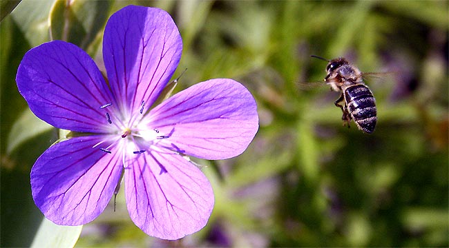 fotos, flora, fauna, sommer, sonne, natur, fotografie