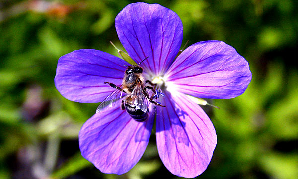 fotos, flora, fauna, sommer, sonne, natur, fotografie