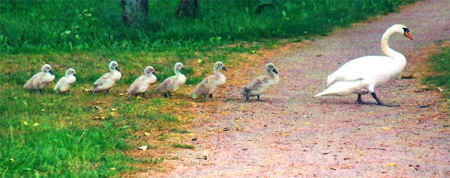 natur, fotos, flora, fauna, sommer, sonne, camping, weissensee, fotografie