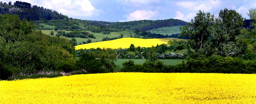 fotos, flora, fauna, sommer, sonne, natur, naumburg, camping, bl&uuml;tengrund