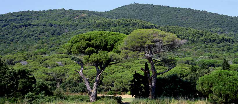 fotos, flora, fauna, fotografie, natur, camping