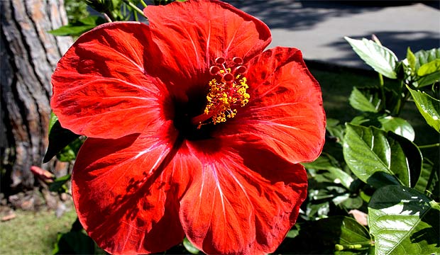 natur, fotos, flora, fauna, fotografie, blumen