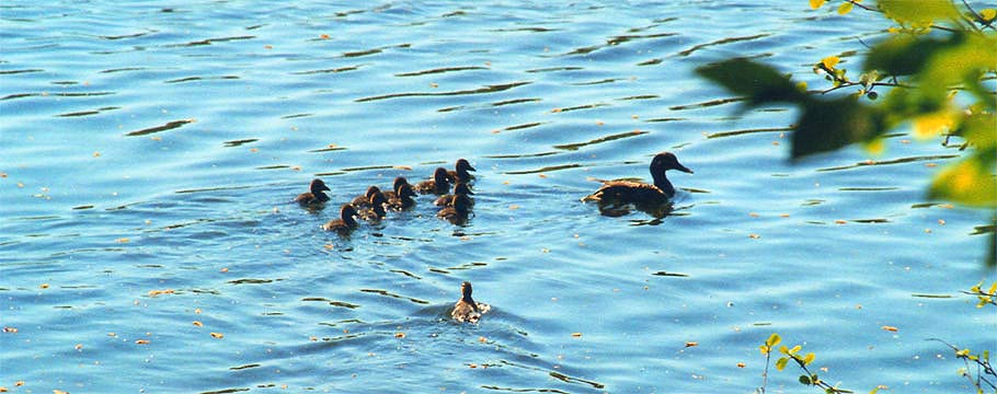 fotos, flora, fauna, natur, camping, urlaub, naumburg, bluetengrund, entspannung