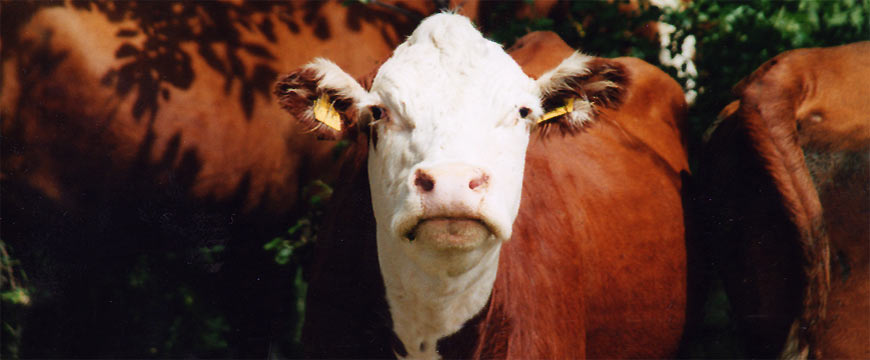 fotos, flora, fauna, natur