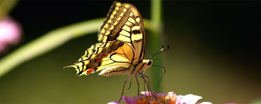 fotos, flora, fauna, natur, urlaub, camping, saale, unstrut, bluetengrund