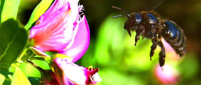 fotos, flora, fauna, natur, fotografie