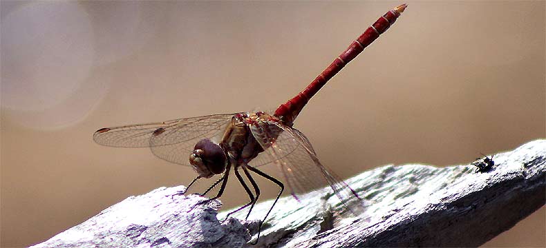 fotografie, flora, fauna, natur, fotos