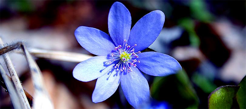 fotos, flora, fauna, natur, fotografie, blumen