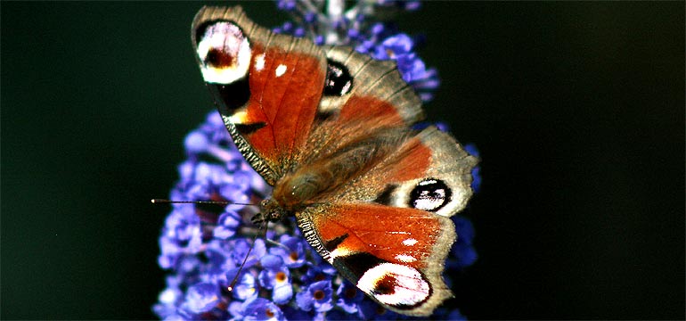 natur, fotos, flora, fauna, camping, naumburg, bluetengrund, entspannung