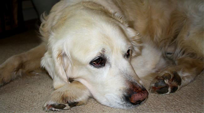 fotos, flora, fauna, natur