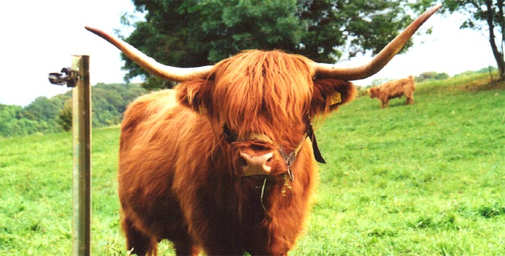 lanfschaft, bilder, naturfotos, flora, fauna, photographie, blumen, landschaft, fotografie