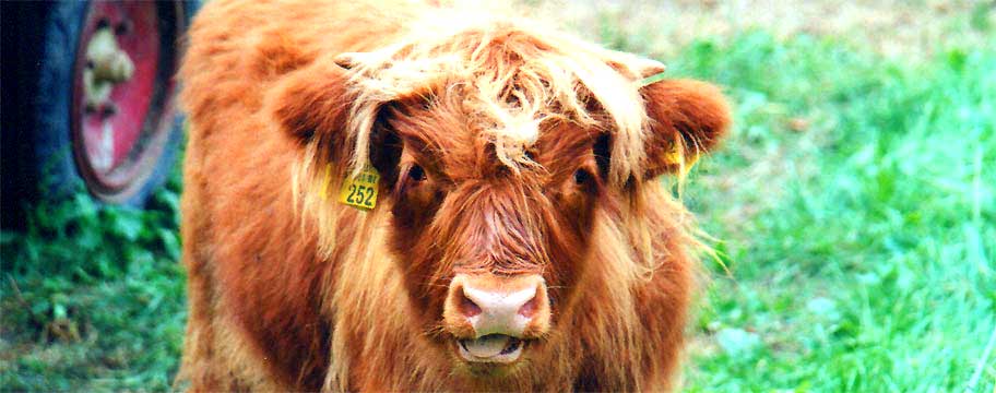 natur, fotos, fotografie, flora, fauna