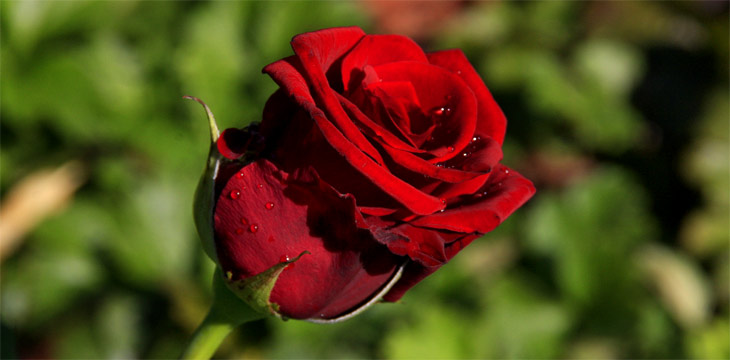 fotos, flora, fauna, natur, fotografie, blumen, schwarzatal, bad balkenburg, die schwarza