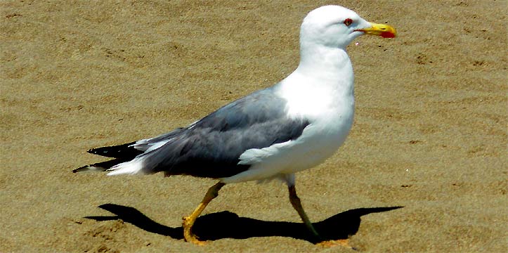 fotos, lanfschaft, bilder, fotografie, photographie, flora, fauna, bilder, blumen